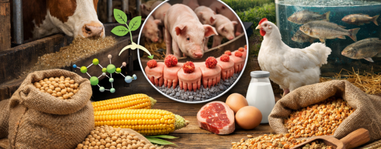 Lectins in Animal Feed and Why It Matters