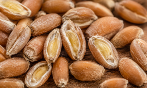 WGA (Wheat Germ Agglutinin): What Makes Grain Lectins Uniquely Problematic