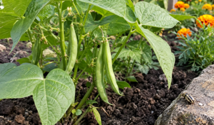 Insects Avoiding Bean Plant