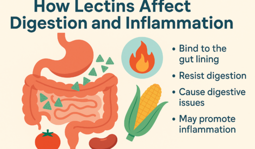 Lectins Digestion and Inflammation