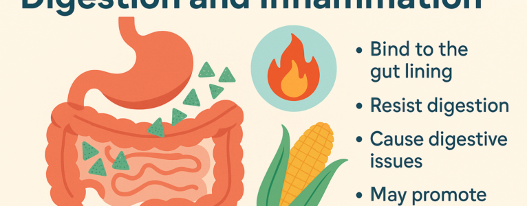 How Lectins Affect Digestion and Inflammation: What We Know So Far