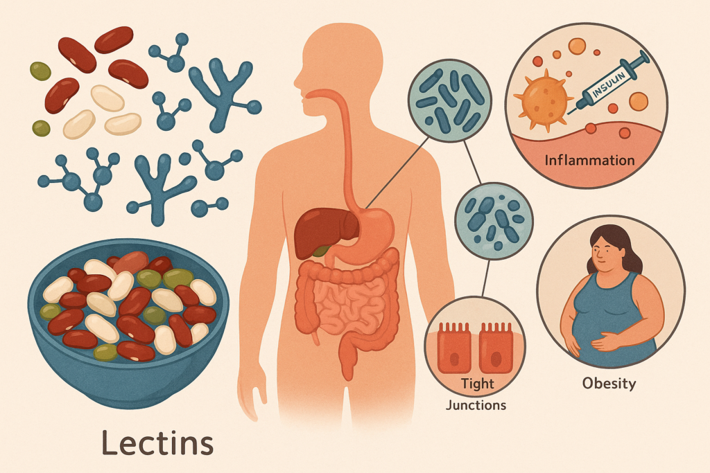 Linked Lectins to Metabolic Issues