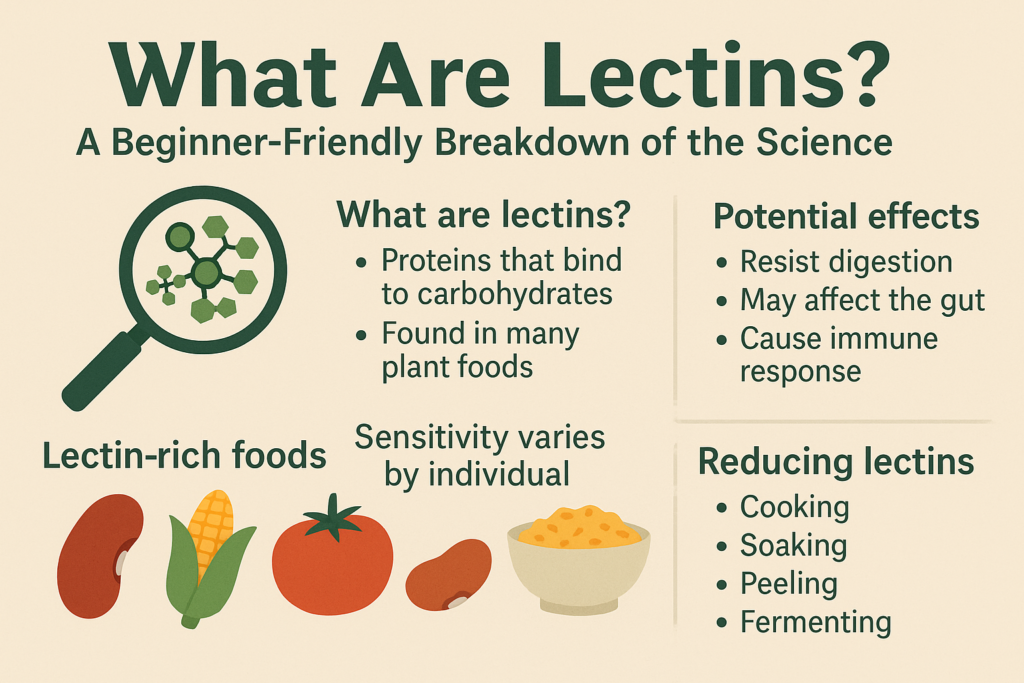 What Are Lectins - Featured Image